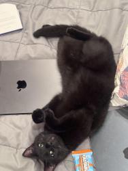 Reunited Male Cat last seen Tenth st n, Naples, FL 34102