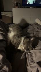 Reunited Male Cat last seen Ranleigh road, Suffolk, England 
