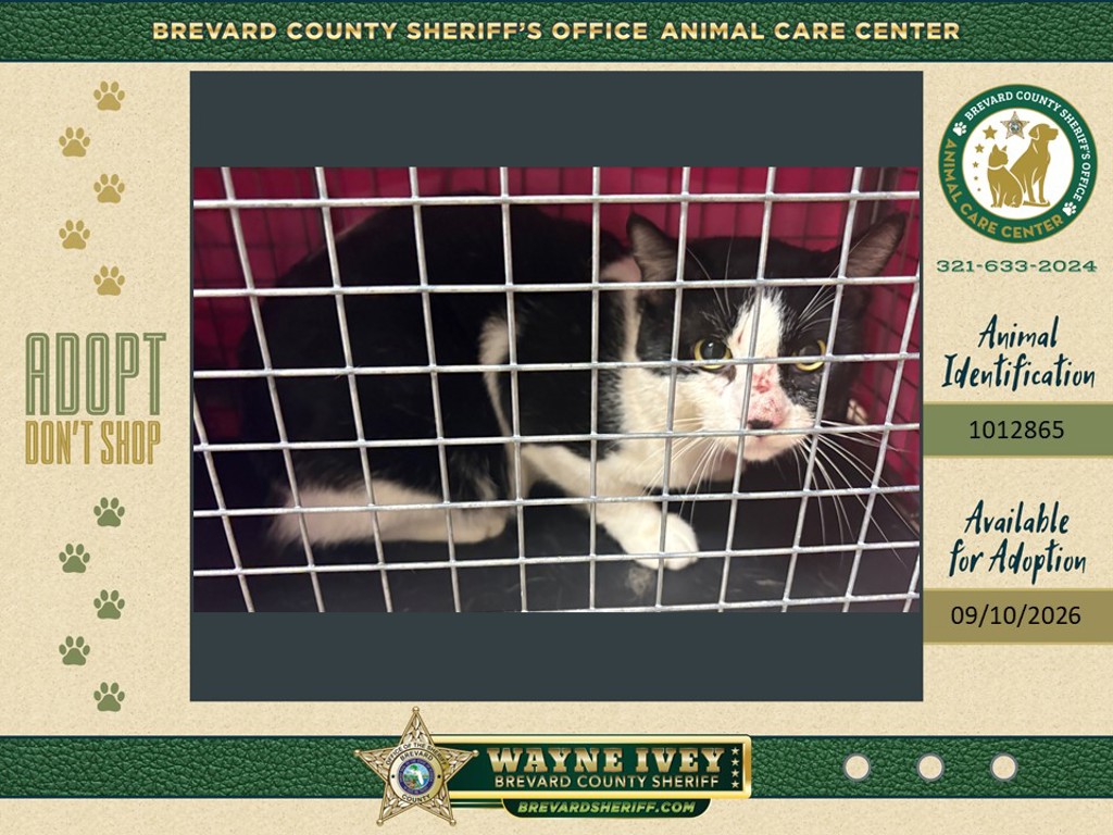 Shelter Stray Female Cat last seen Near Wc Stafford Street, TITUSVILLE, FL, 32780, 5100 W Eau Gallie Blvd, Melbourne, FL 32934, USA