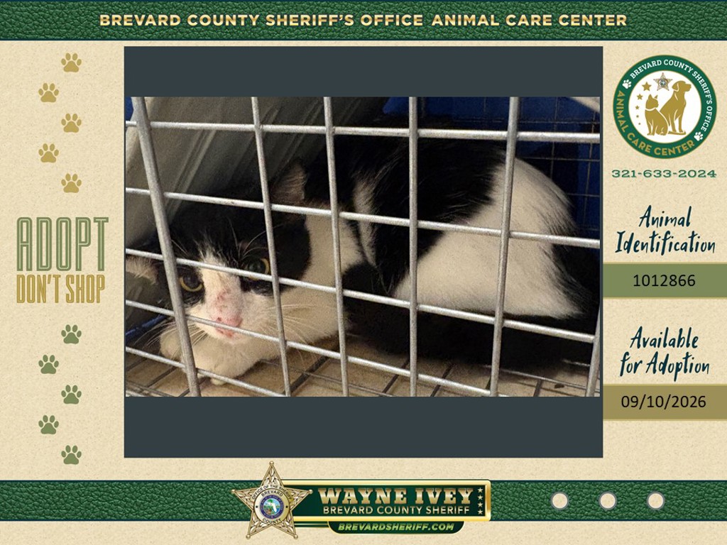 Shelter Stray Female Cat last seen Near Wc Stafford Street, TITUSVILLE, FL, 32780, 5100 W Eau Gallie Blvd, Melbourne, FL 32934, USA