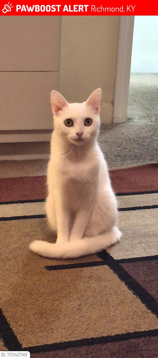 Lost Female Cat last seen Justin dr, Richmond, KY 40475