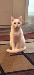 Lost Female Cat last seen Justin dr, Richmond, KY 40475