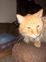 Reunited Male Cat last seen Jenny ave and 94th sy, Albuquerque, NM 87121