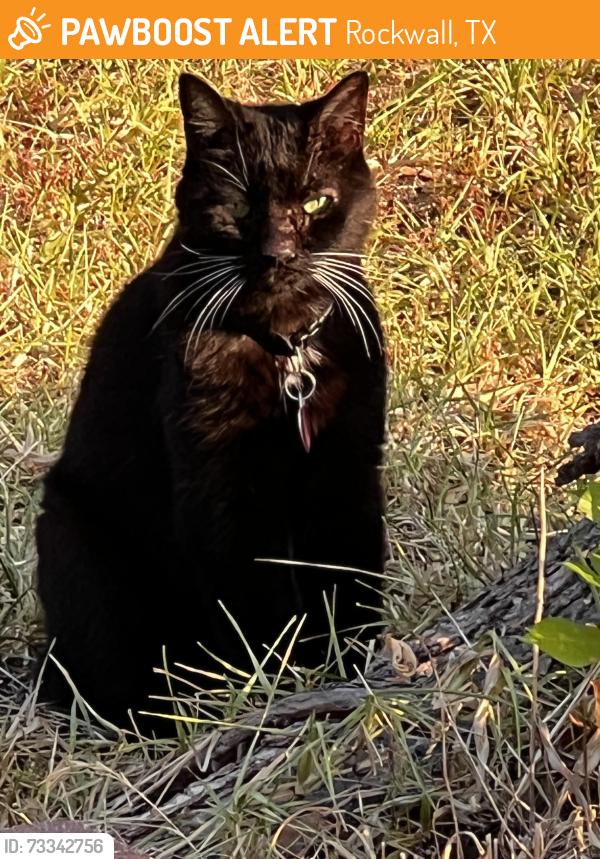 Found/Stray Unknown Cat last seen Calistoga dr, Rockwall, TX 75087
