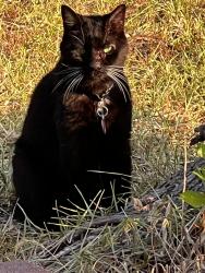 Found/Stray Unknown Cat last seen Calistoga dr, Rockwall, TX 75087