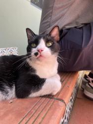 Found/Stray Female Cat last seen Coral Way by Our Lady of Lebanon, Coral Gables, FL 33145