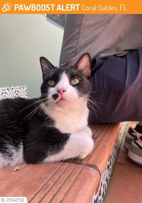 Found/Stray Female Cat last seen Coral Way by Our Lady of Lebanon, Coral Gables, FL 33145