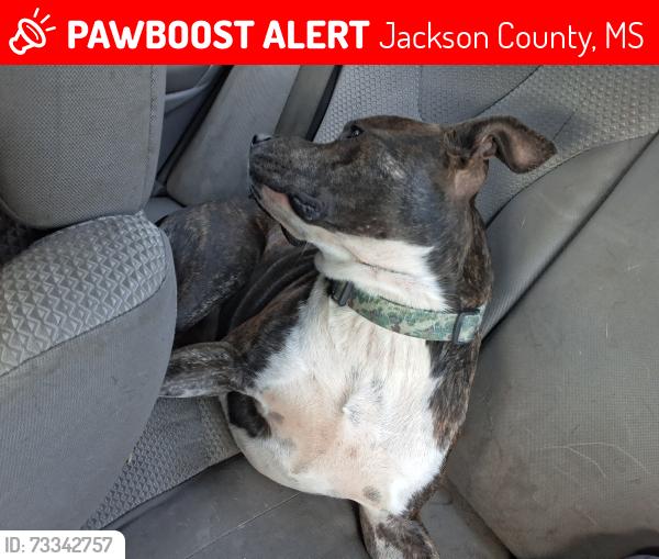 Lost Male Dog last seen Forts Lake Road Moss Point, Jackson County, MS 39562