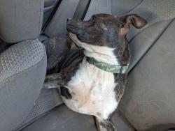 Lost Male Dog last seen Forts Lake Road Moss Point, Jackson County, MS 39562