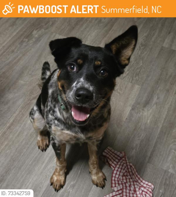 Found/Stray Male Dog last seen Summerfield Rd & Auburn, Summerfield, NC 27358