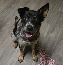 Found/Stray Male Dog last seen Summerfield Rd & Auburn, Summerfield, NC 27358