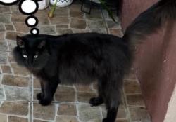 Lost Female Cat last seen Royal Palm dr Kissimmee, Buena Ventura Lakes, FL 34743