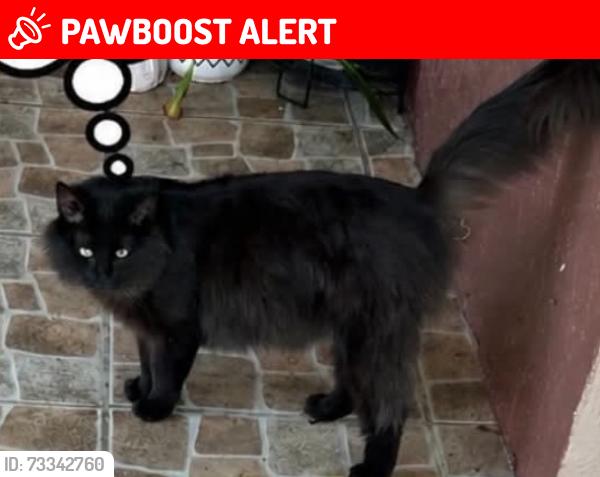 Lost Female Cat last seen Royal Palm dr Kissimmee, Buena Ventura Lakes, FL 34743