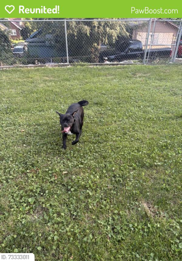 Reunited Female Dog last seen 14th & M, Omaha, NE 68107