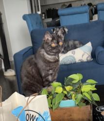 Reunited Male Cat last seen Easton Commons Apartments, Columbus, OH 43219