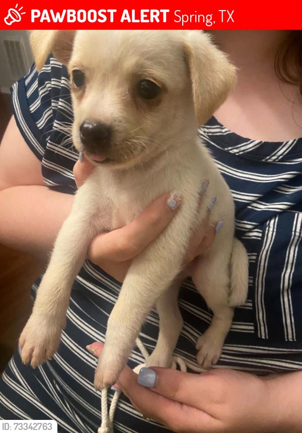 Lost Male Dog last seen Maurita Drive, Spring, TX 77373