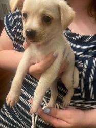 Lost Male Dog last seen Maurita Drive, Spring, TX 77373