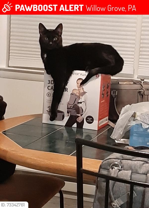 Lost Male Cat last seen Near Windsor Avenue Willow Grove PA 19090, Willow Grove, PA 19090
