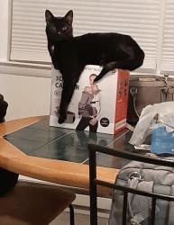 Lost Male Cat last seen Near Windsor Avenue Willow Grove PA 19090, Willow Grove, PA 19090