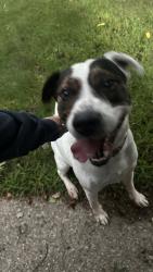 Found/Stray Male Dog last seen I drive, Pennfield Township, MI 49017