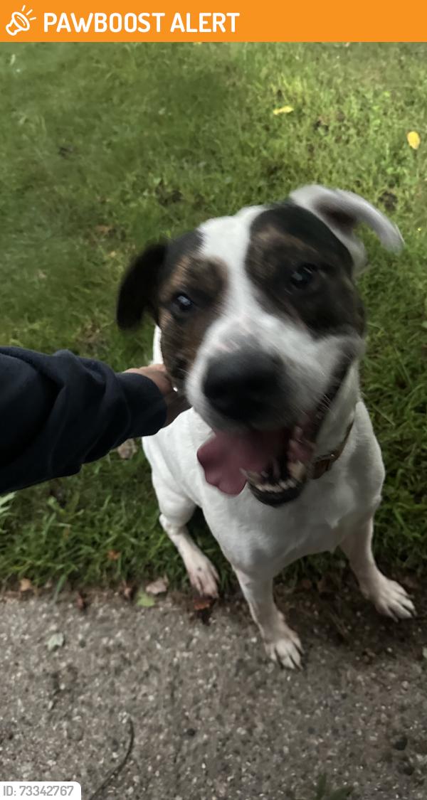 Found/Stray Male Dog last seen I drive, Pennfield Township, MI 49017