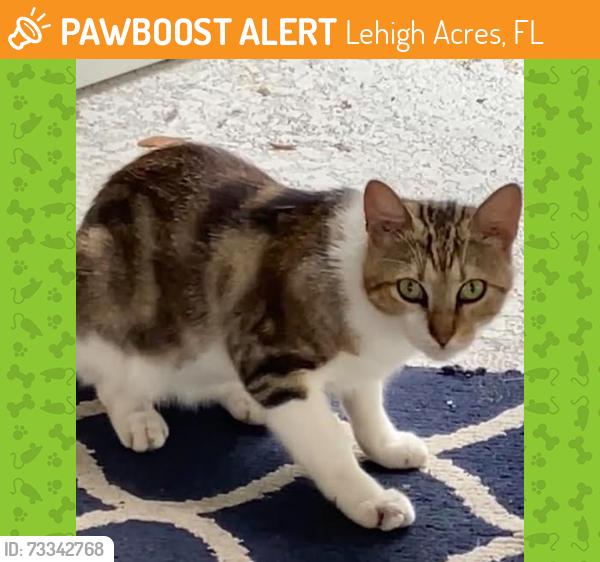Found/Stray Male Cat last seen zenith circle, Lehigh Acres, FL 33913