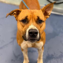 Shelter Stray Male Dog last seen , 980 Guilford College Rd, Greensboro, NC 27409, USA