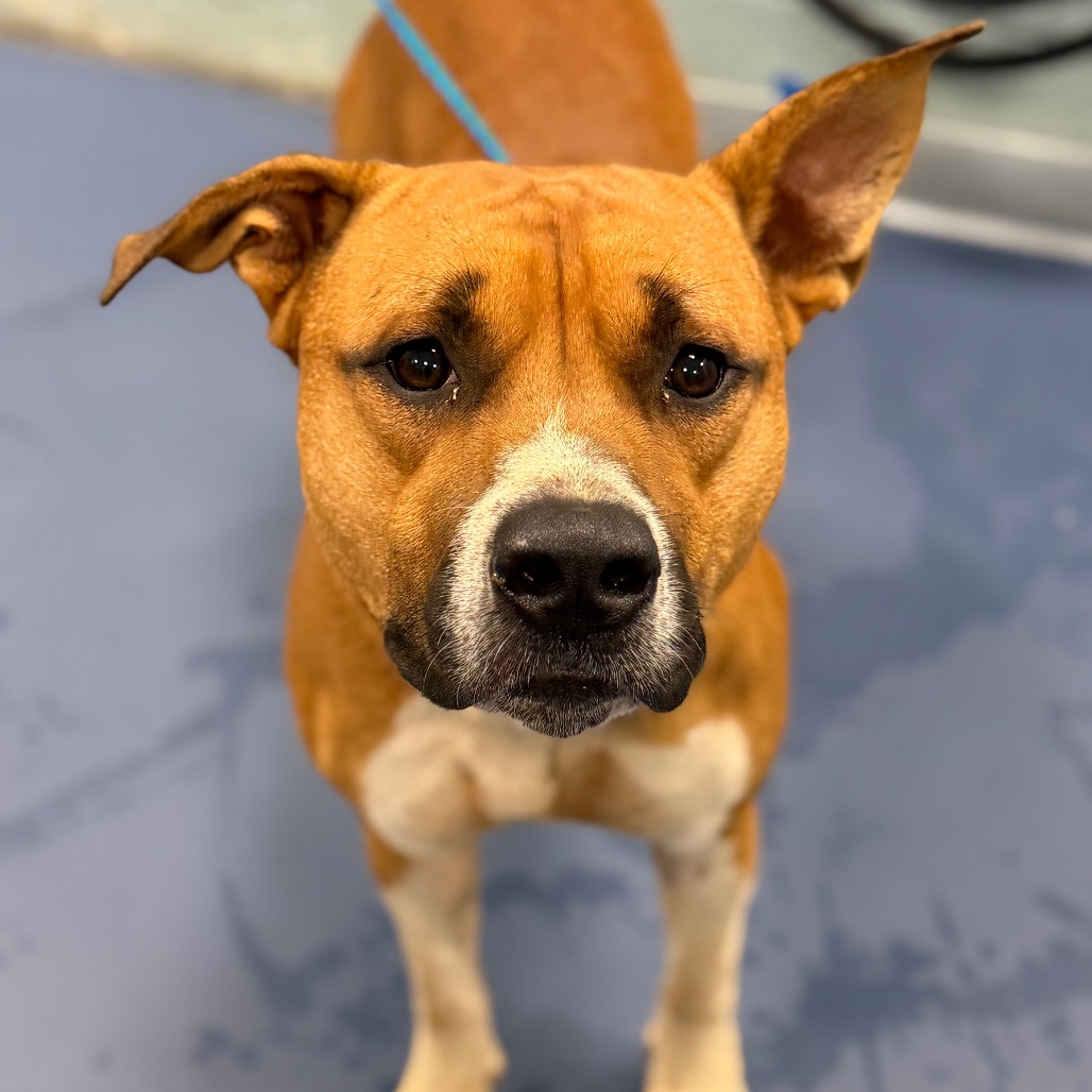 Shelter Stray Male Dog last seen , 980 Guilford College Rd, Greensboro, NC 27409, USA
