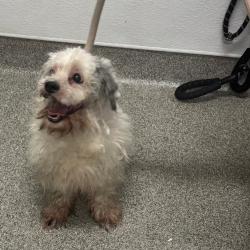 Shelter Stray Male Dog last seen , 21800 Central Ave, Matteson, IL 60443, USA