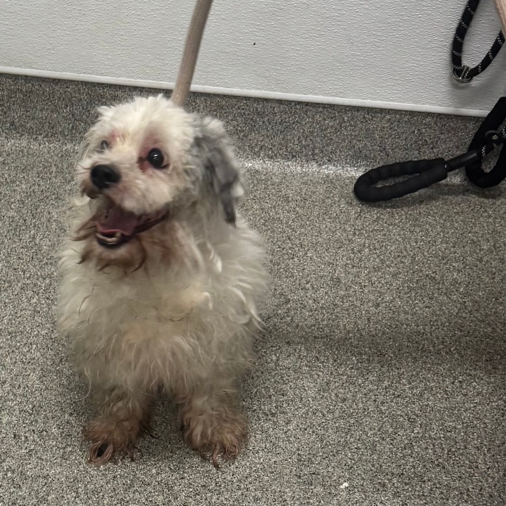 Shelter Stray Male Dog last seen , 21800 Central Ave, Matteson, IL 60443, USA