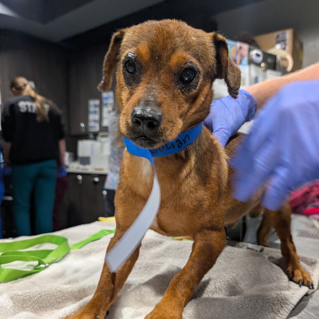 Shelter Stray Male Dog last seen , 3607 N Armenia Ave, Tampa, FL 33607, USA