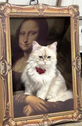 Lost Female Cat last seen Bryn Mawr, Hampshire, England 