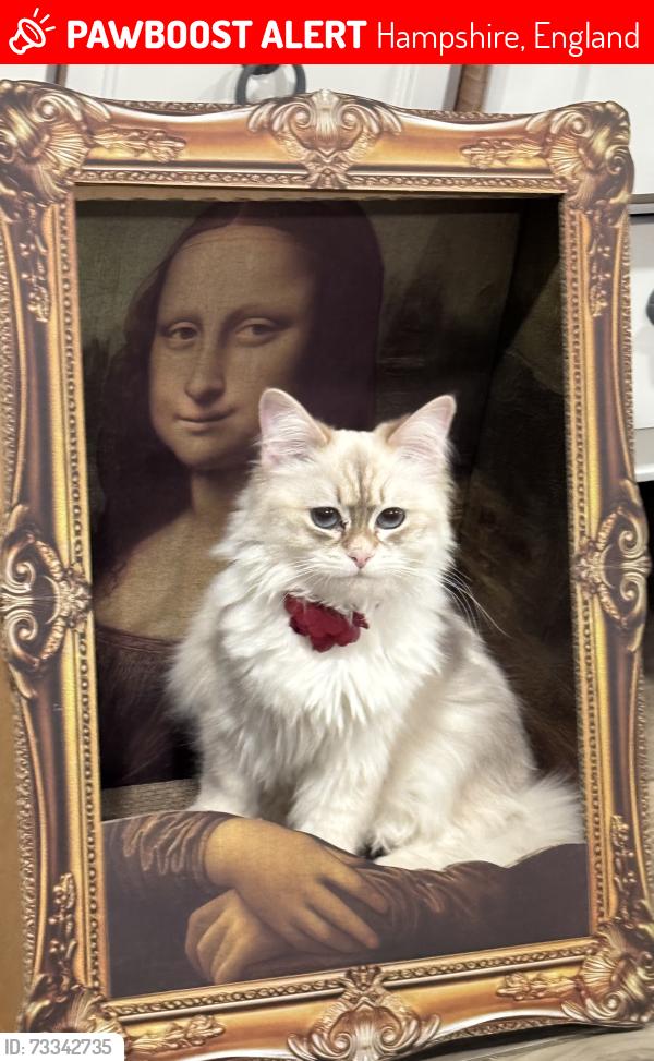 Lost Female Cat last seen Bryn Mawr, Hampshire, England 
