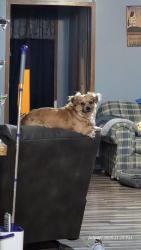 Lost Male Dog last seen Sandbranch rd, Raleigh County, WV 25880