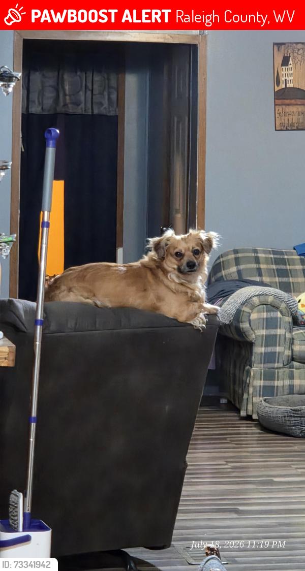 Lost Male Dog last seen Sandbranch rd, Raleigh County, WV 25880