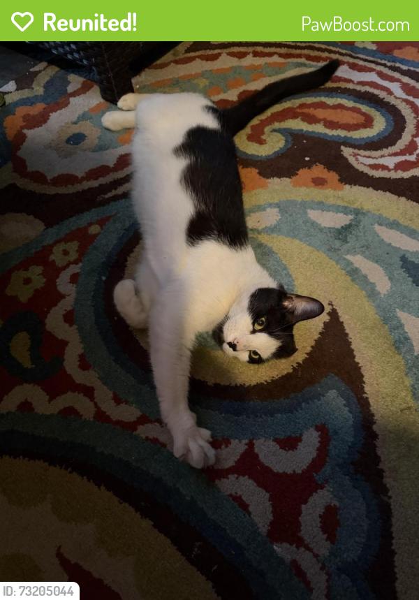 Reunited Unknown Cat last seen Near block of 15th Street, NE, Washington, DC 20002