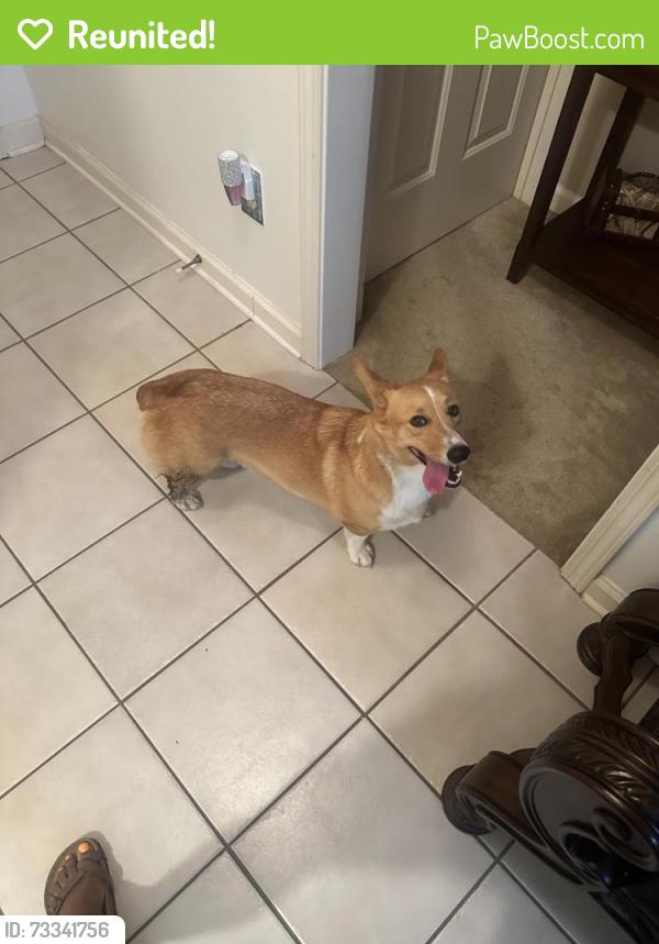 Reunited Male Dog last seen Anisetree Drive, Memphis, TN 38016
