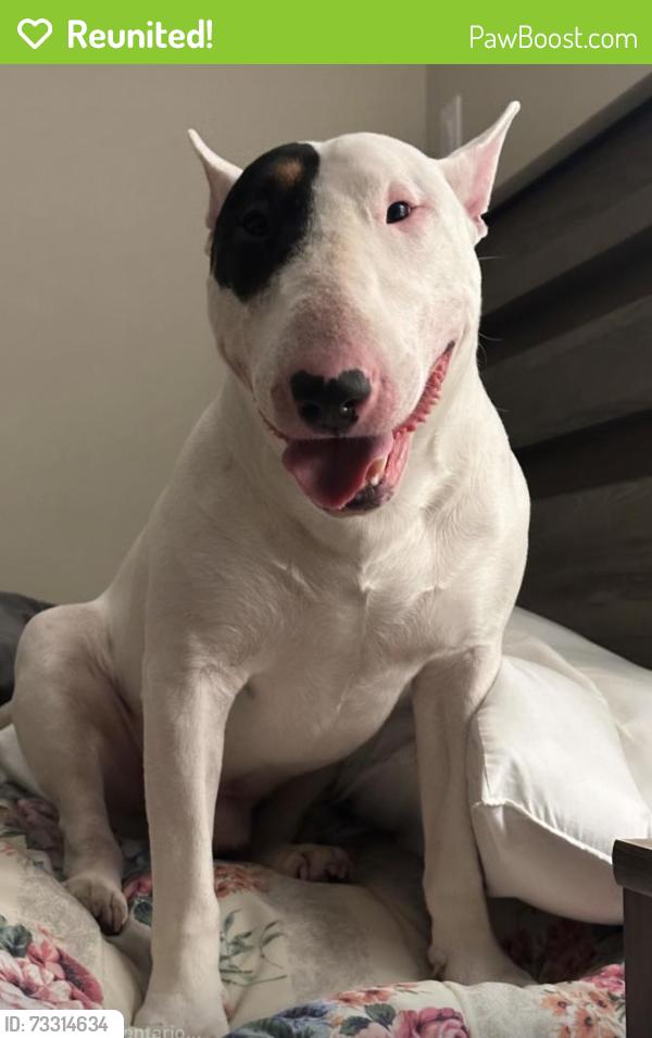 Reunited Male Dog last seen Near morgan Hill Rd, Hurley, NY 12443