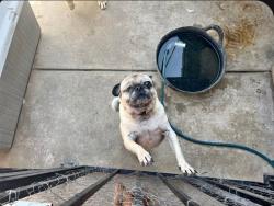 Lost Female Dog last seen Castro Lane, Ming, Belle Terrace, Bakersfield, CA 93304