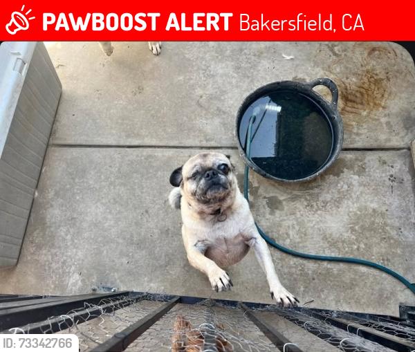 Lost Female Dog last seen Castro Lane, Ming, Belle Terrace, Bakersfield, CA 93304