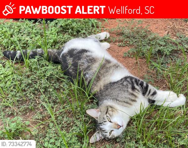 Lost Female Cat last seen Blackberry Farm Subdivision, Wellford, SC 29385