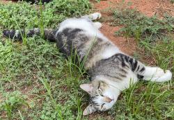 Lost Female Cat last seen Blackberry Farm Subdivision, Wellford, SC 29385