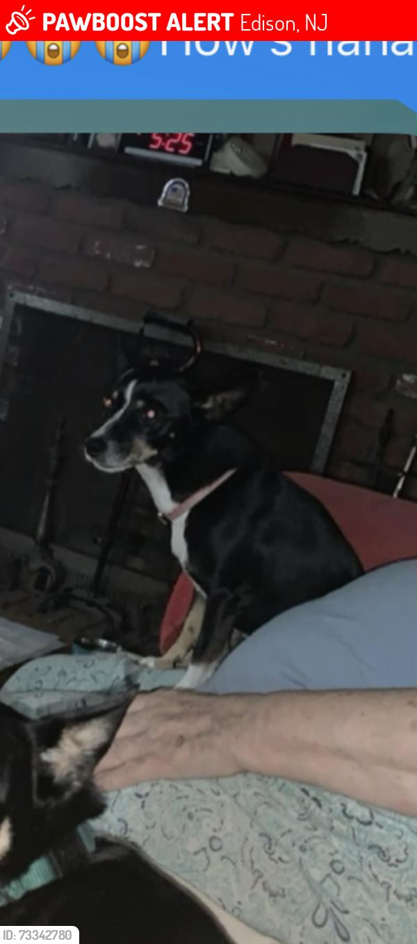 Lost Female Dog last seen Amboy ave, Edison, NJ 08837