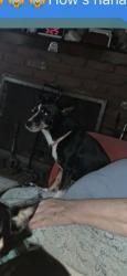 Lost Female Dog last seen Amboy ave, Edison, NJ 08837