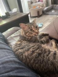 Lost Female Cat last seen Guinea Road, Fairfax, VA 22032