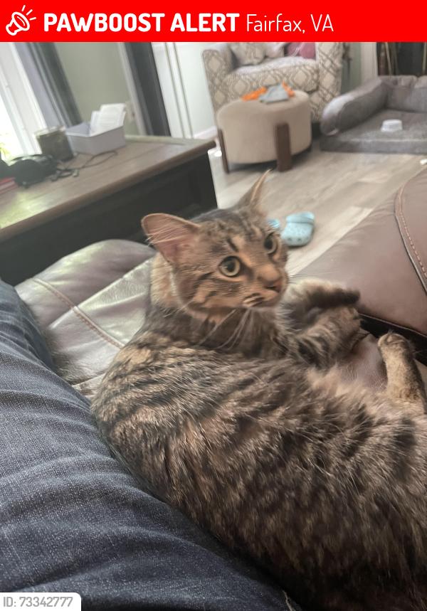 Lost Female Cat last seen Guinea Road, Fairfax, VA 22032