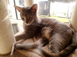 Lost Male Cat last seen 2431Nw18th Terrace, Moore Park, NSW 2021