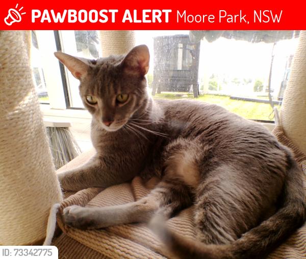 Lost Male Cat last seen 2431Nw18th Terrace, Moore Park, NSW 2021