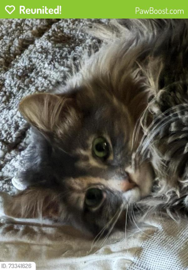 Reunited Female Cat last seen Gooch hill rd, Bozeman, MT 59718