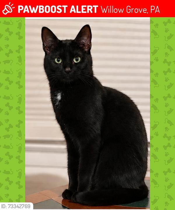 Lost Male Cat last seen Near Fitzwatertown road between Moreland & Old Welsh, Willow Grove, PA 19090